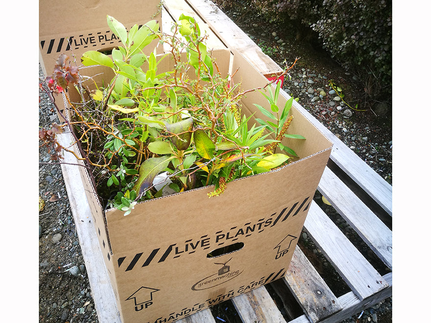 Magic Box - 50x Mixed Clearance Seconds $1.59 each