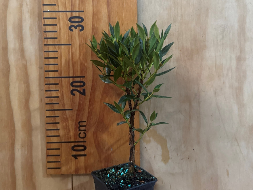 5x Southern Rata - $5.99 each