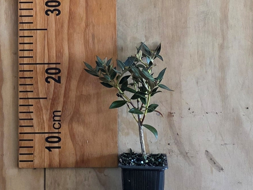 5x Southern Rata - $5.99 each