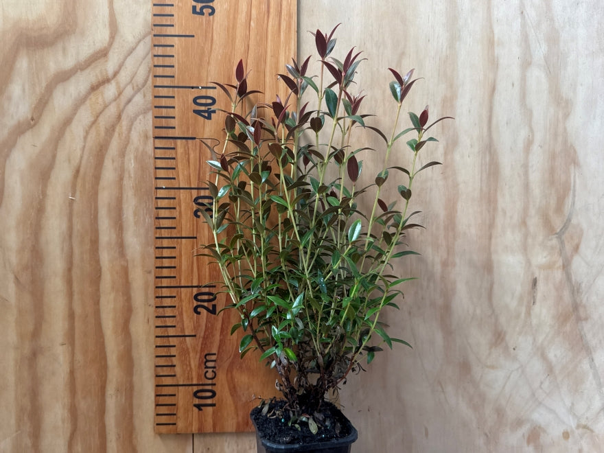 5x Southern Rata - $14.99 each