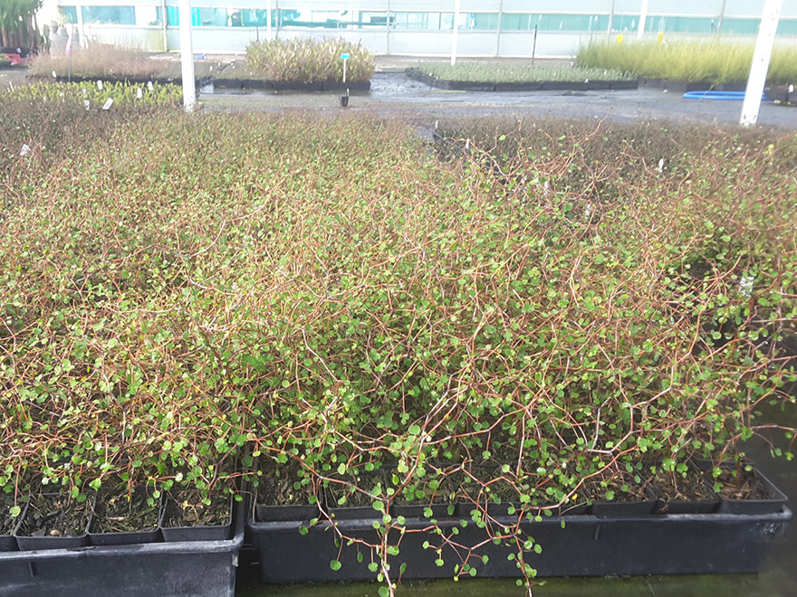 Muelenbeckia Astonii - $9.99