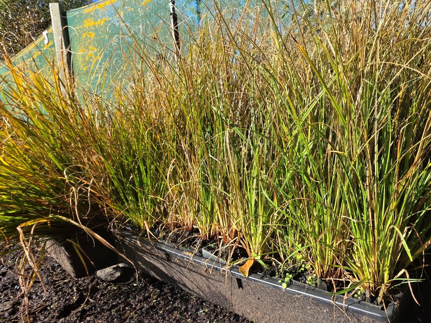 10x Carex Mixed Grass Seconds - $1.99c each