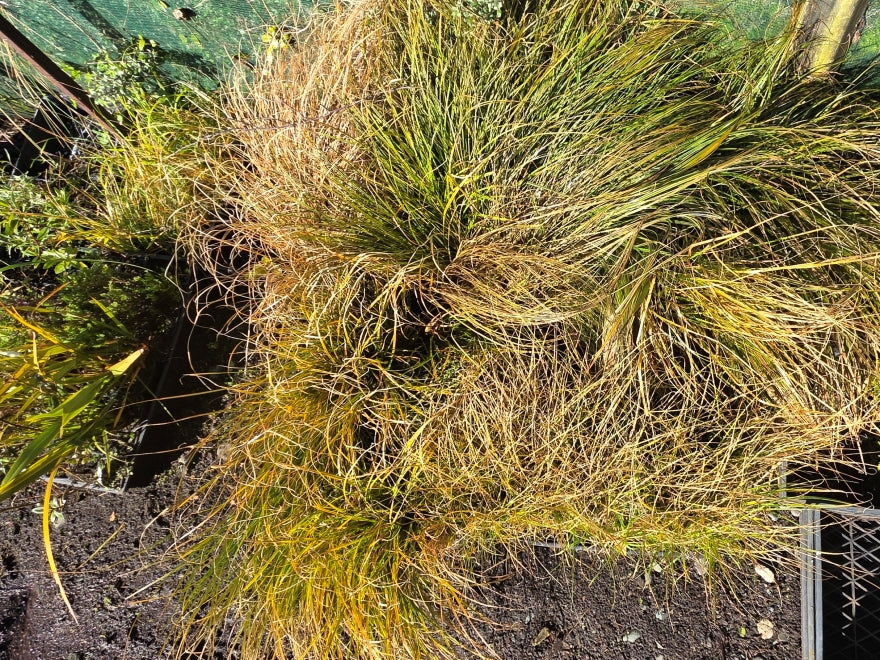 10x Carex Mixed Grass Seconds - $1.99c each