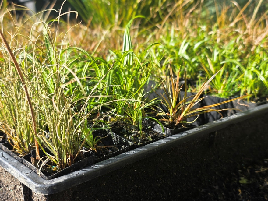 10x Carex Mixed Grass Seconds - $1.99c each