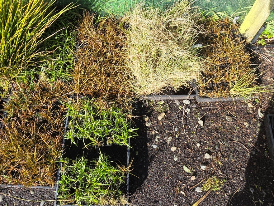 Mixed Grass seconds - 59c each