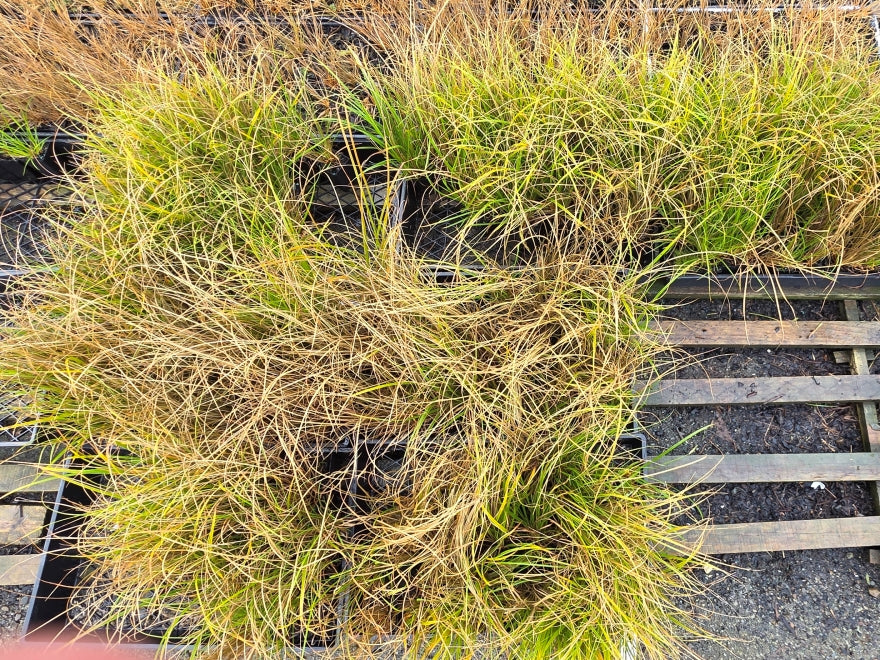 10x Carex Mixed Grass Seconds - 99c each