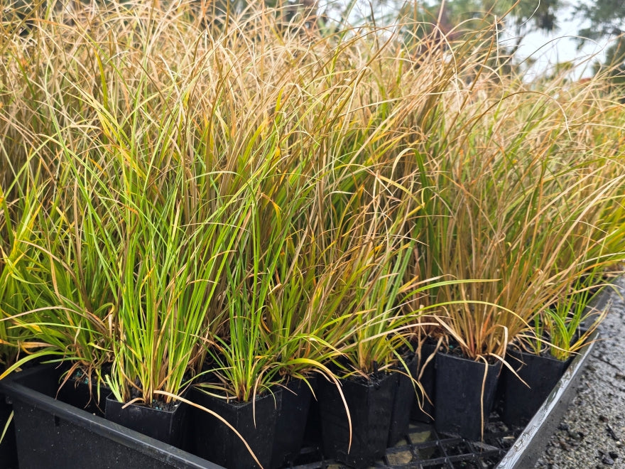 10x Carex Mixed Grass Seconds - 99c each