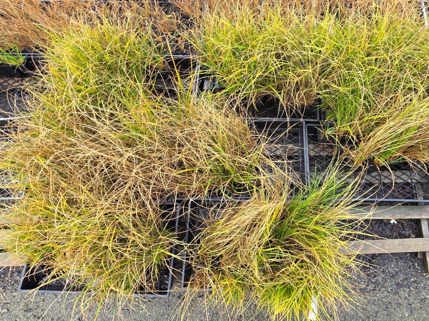 10x Carex Mixed Grass Seconds - 99c each