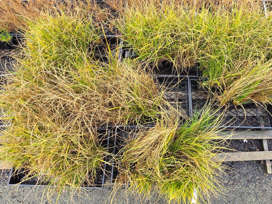 10x Carex Mixed Grass Seconds - 99c each