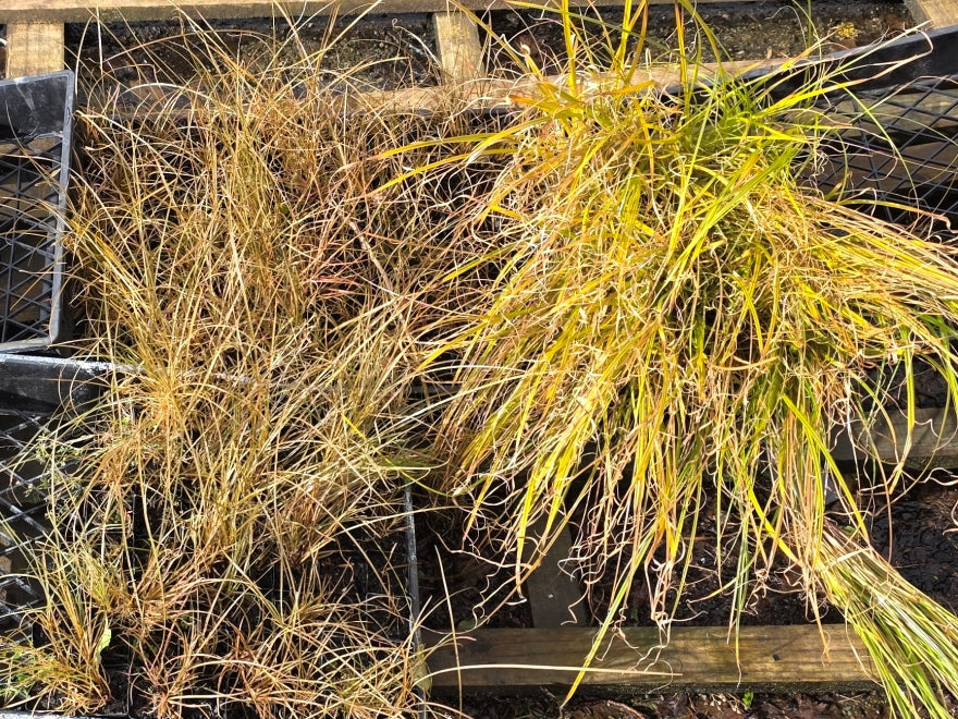 10x Carex Mixed Grass Seconds - 29c each