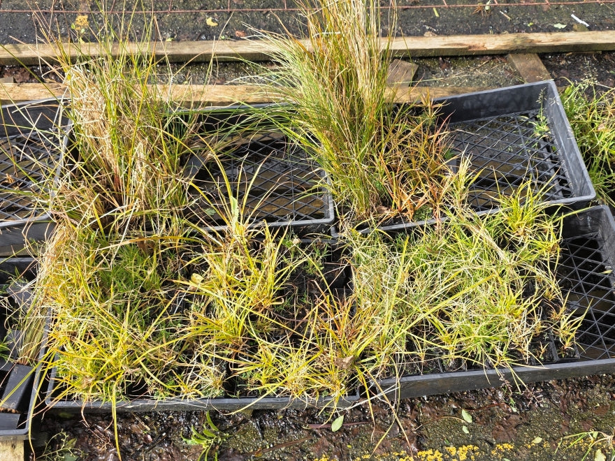 10x Carex Mixed Grass Seconds - 29c each