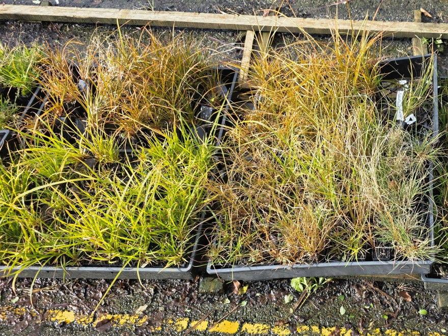10x Carex Mixed Grass Seconds - 29c each