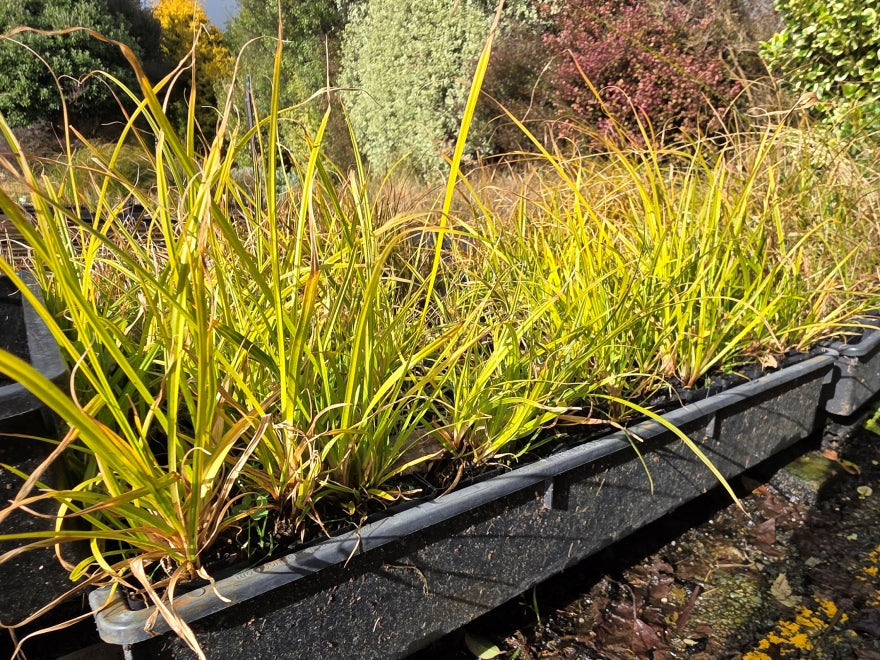10x Carex Mixed Grass Seconds - 29c each