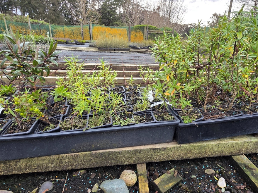 10x Mixed Hebes - Seconds - $1.79 each