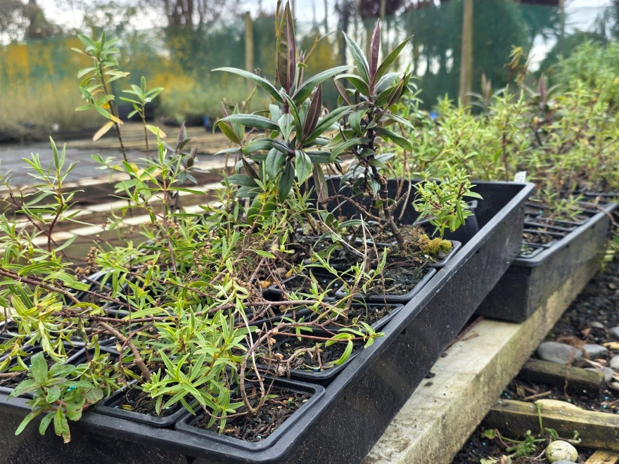 10x Mixed Hebes - Seconds - $1.79 each