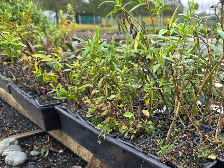 10x Mixed Hebes - Seconds - $1.79 each