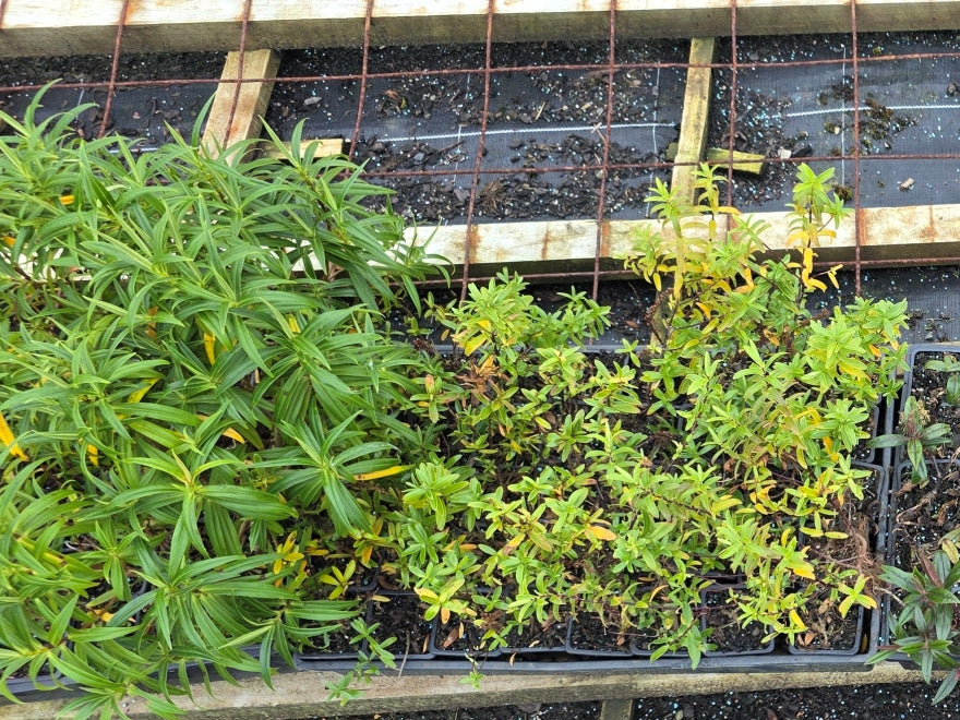 10x Mixed Hebes - Seconds - $1.79 each