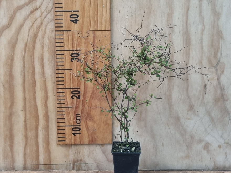 5x Shrubby tororaro - $9.99 each