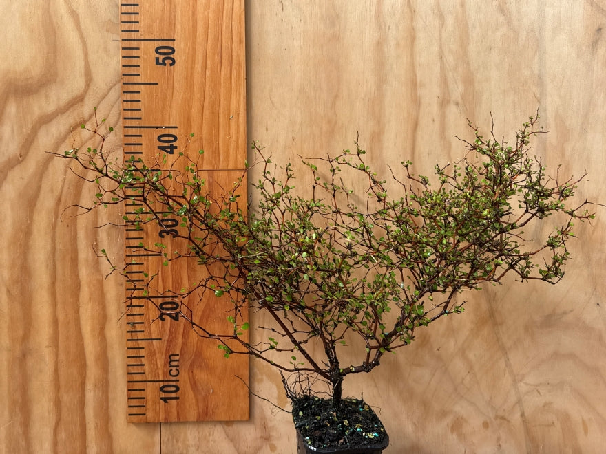 25x Shrubby tororaro - $13.99