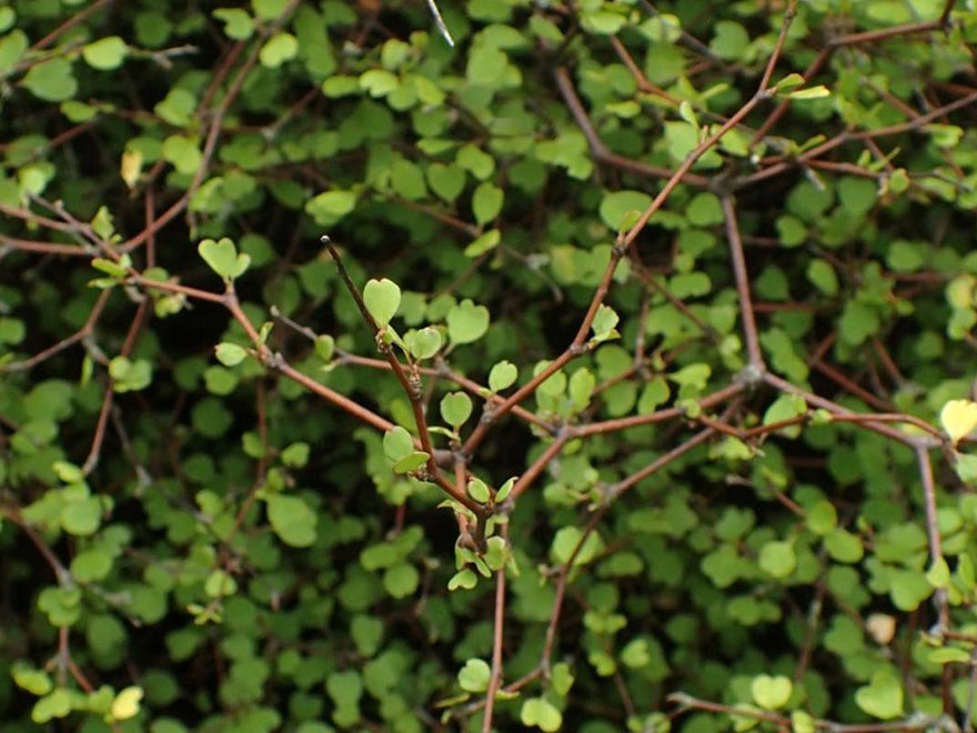 Muelenbeckia Astonii - $9.99