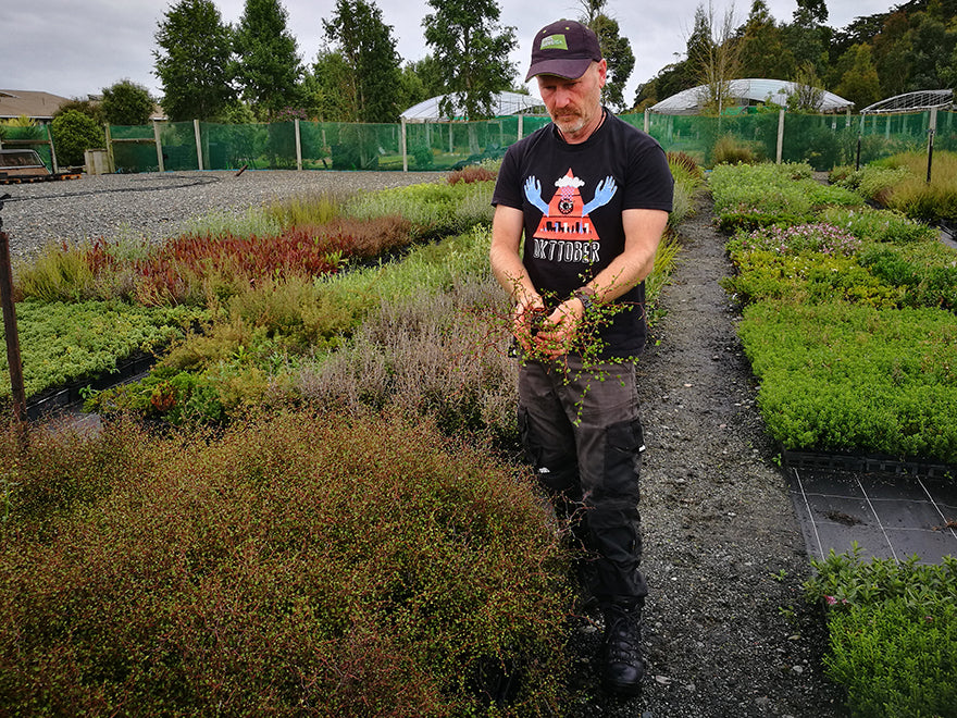 Muelenbeckia Astonii - $9.99