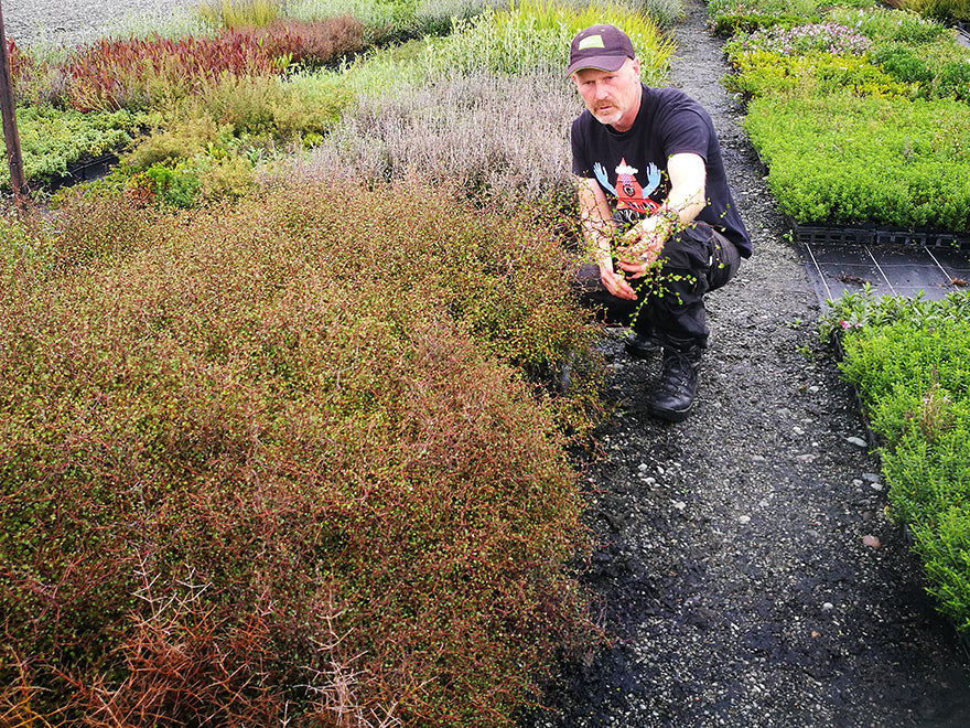 Muelenbeckia Astonii - $9.99