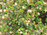 Muehlenbeckia axillaris