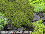 25x Native Groundcover Combo - $4.99 each