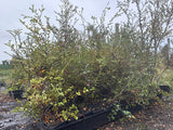 5x Silver Beech - $2.99 each