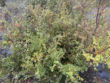 5x Silver Beech - $2.99 each
