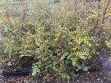 5x Silver Beech - $2.99 each