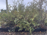 5x Silver Beech - $2.99 each