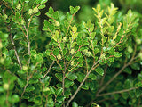 5x Silver Beech - $2.99 each