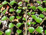5x Silver Beech - $2.99 each