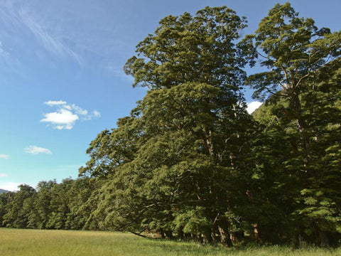 Nothofagus menziesii - XL Size