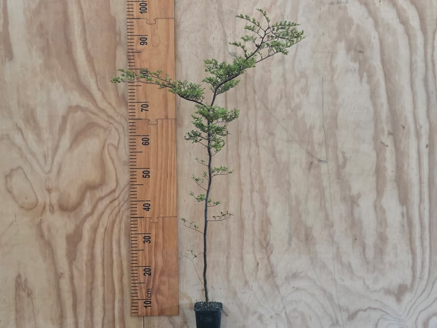 5x Black Mt Beech - $5.99 each