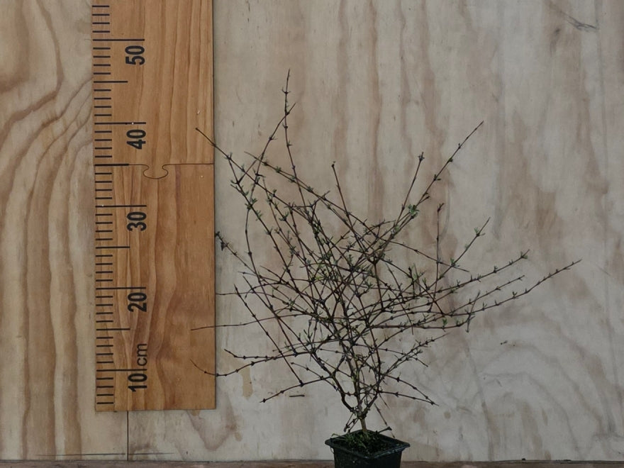 Olearia Fragrantissima