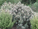 Olearia Ilicifolia