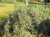 Olearia Ilicifolia