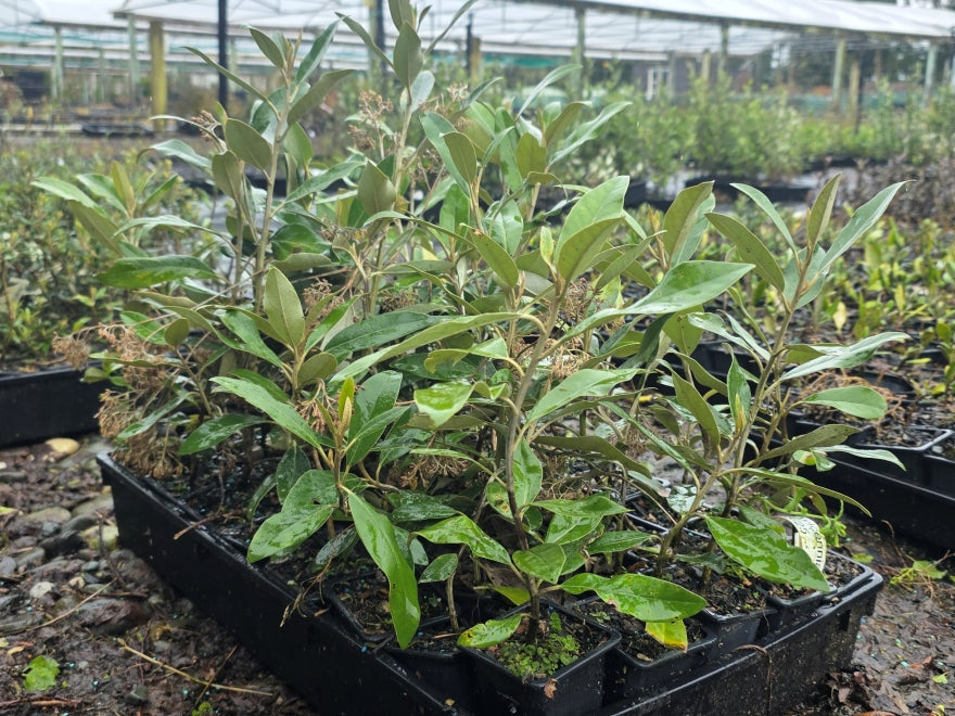 10x Mt Ake Ake - $1.79 each