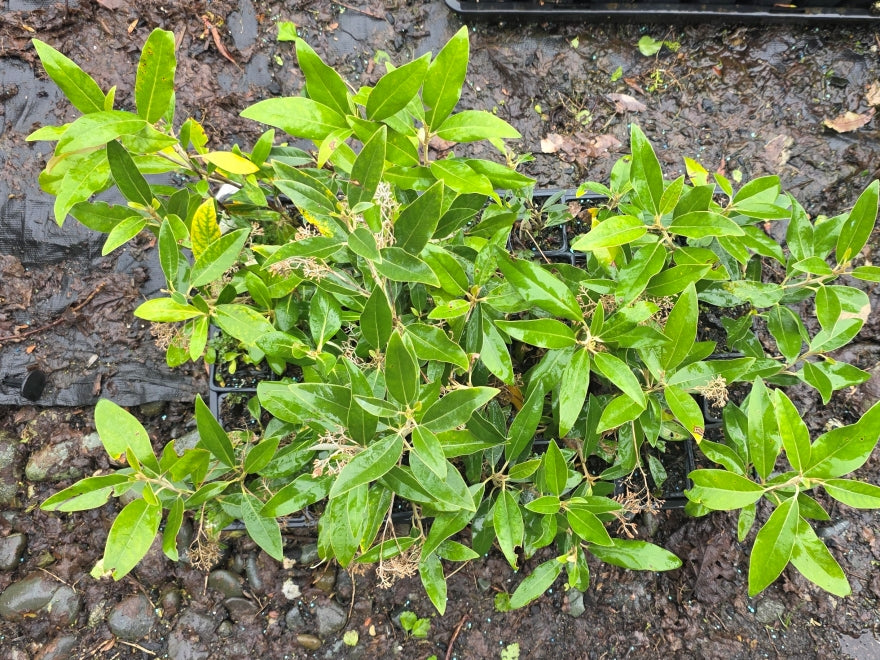 10x Mt Ake Ake - $1.79 each