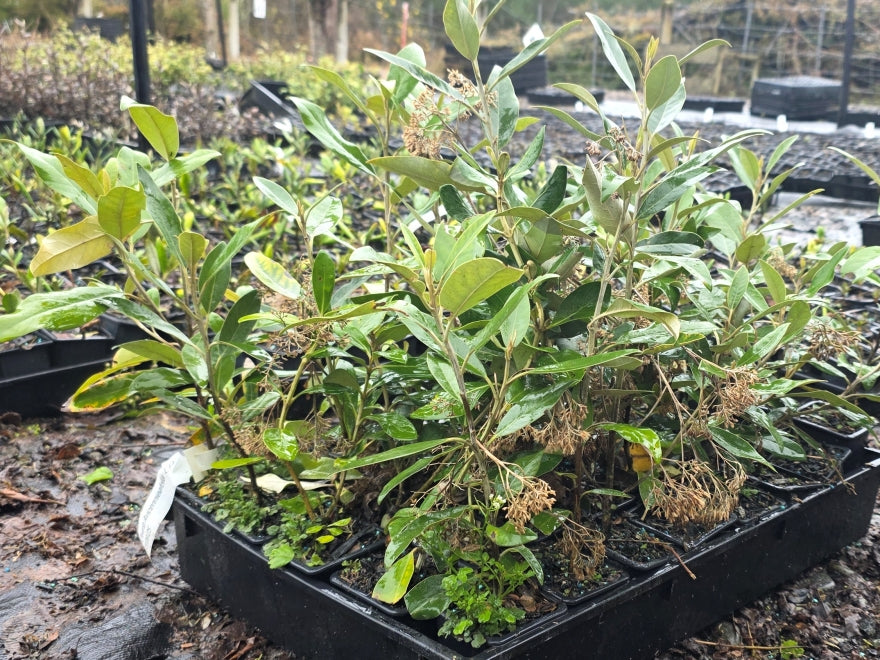 10x Mt Ake Ake - $1.79 each