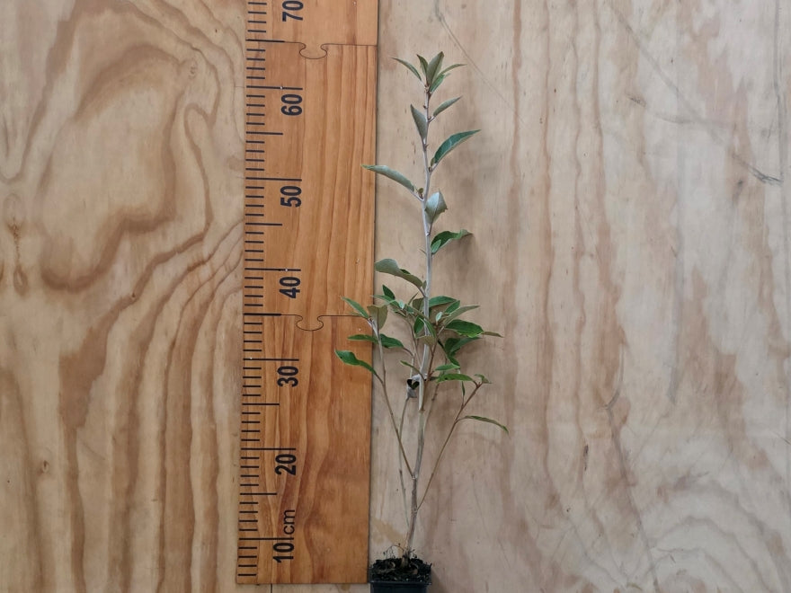 Olearia Cheesemanii