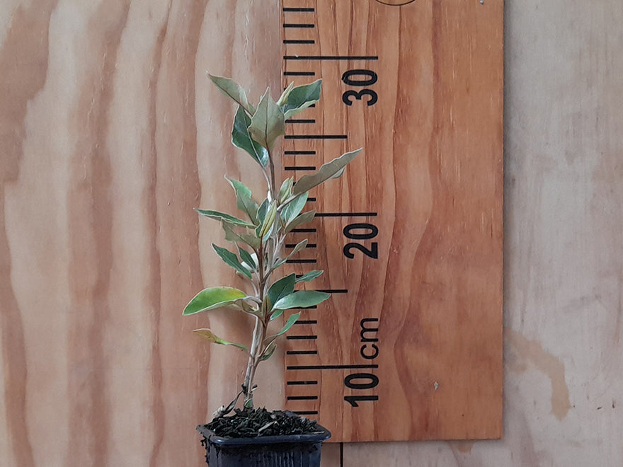 Olearia Cheesemanii