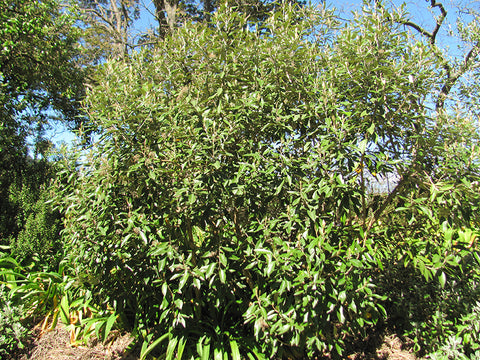 Olearia Cheesemanii