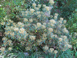 Olearia Cheesemanii