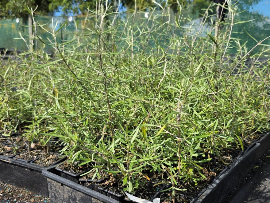 10x Twiggy Tree Daisy - $1.99c each