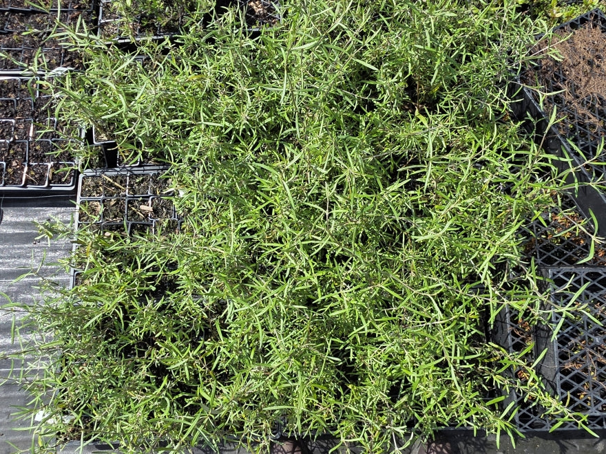 10x Twiggy Tree Daisy - $1.99c each