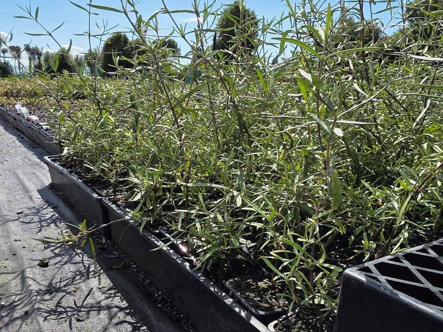 10x Twiggy Tree Daisy - $1.99c each