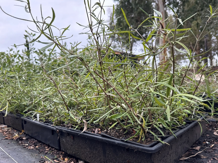 10x Twiggy Tree Daisy - $1.99c each